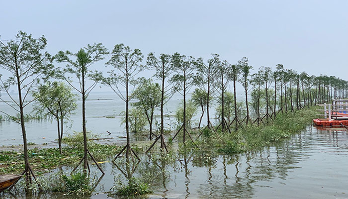 图2： 南洞庭湖区水松生态景观带guanw