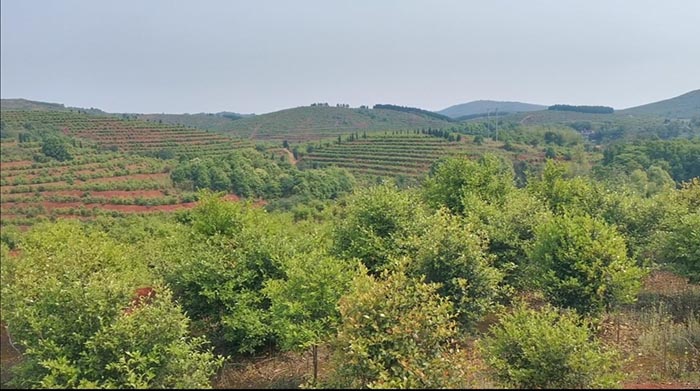 常宁万亩荒山废山生态茄子视频APP懂你更多产业化新模式——万亩油茶基地