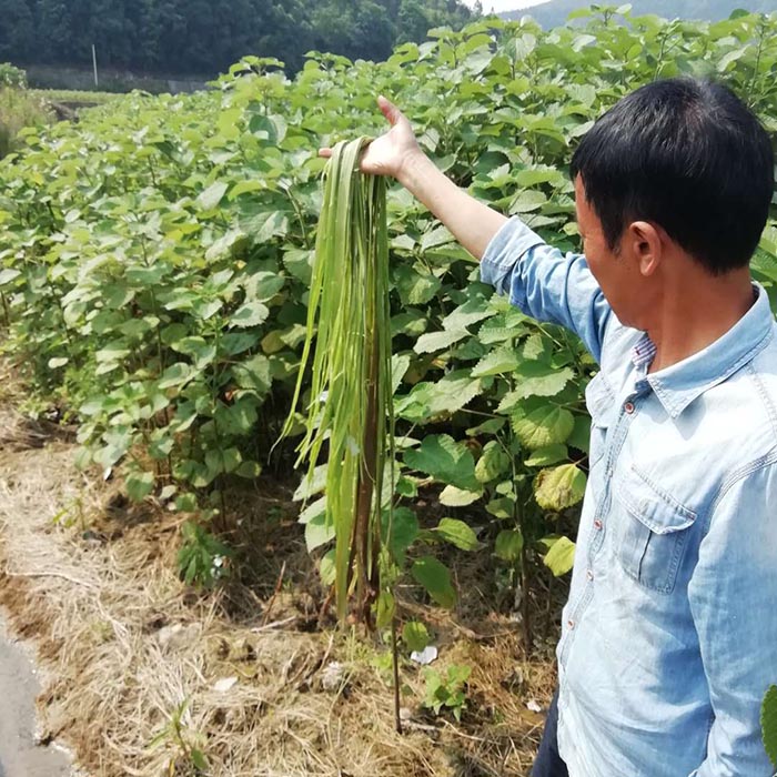 贵州省铜仁市生态茄子视频APP懂你更多与精准扶贫示范区