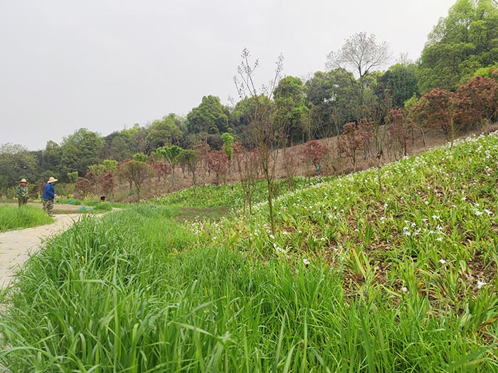 衡阳市常宁水口山铅锌煤矿区山水林田湖草生态保护茄子视频APP懂你更多试点工程
