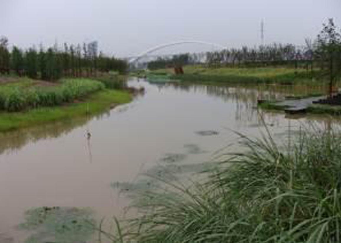 洋湖湿地生态茄子视频APP懂你更多与保育工程