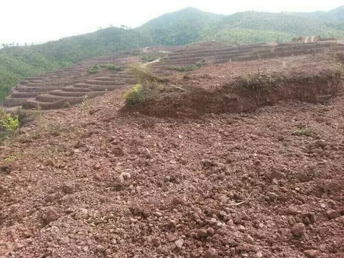 益阳市泥江口石子塘矿山生态茄子视频APP懂你更多——国家油茶林示范基地