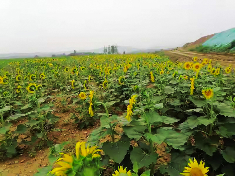 鹤壁市淇滨区南太行地区山水林田湖草生态保护茄子视频APP懂你更多工程